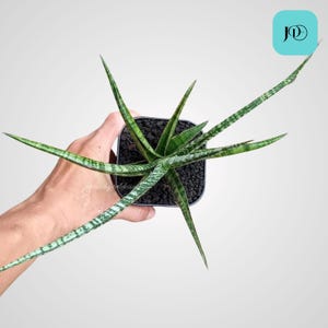 Sansevieria Hybrid Nogo Geni Unique Live Plant