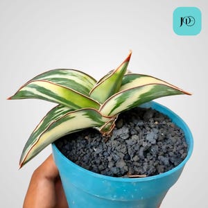 Sansevieria Robusta Drawf White Variegated Unique Snake Plant