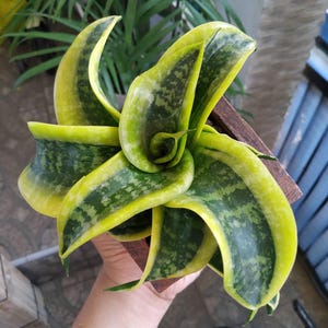 Sansevieria Twister Tsunami Very Unique and Interesting Leaves Best Quality