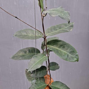 Hoya Megalaster Sp Papua Unique Tropical Plant