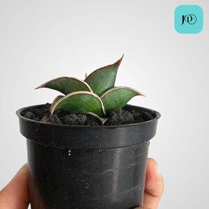 Sansevieria Rorida Unique Snake Plant