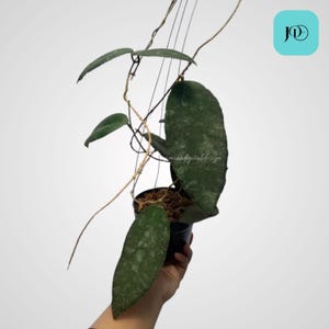 Hoya caudata, planta tropical de interior, de fácil cuidado y decoración del hogar.