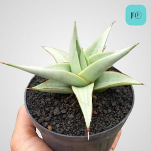 Sansevieria Chanin Thorut Unique Snake Plant