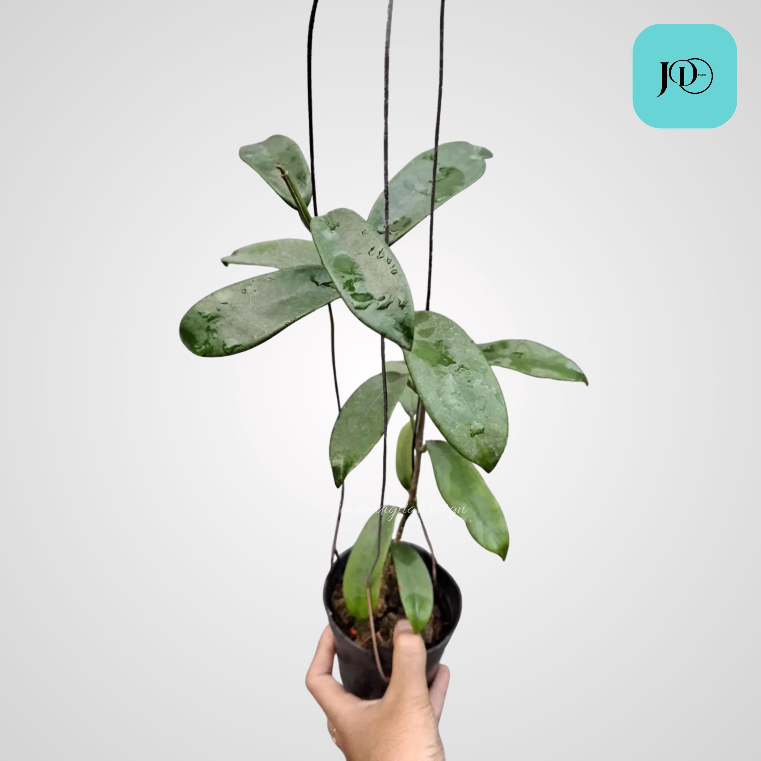 ポットごと】ホヤ メリフルア hoya meliflua Meliflua hoya - Etsy 日本