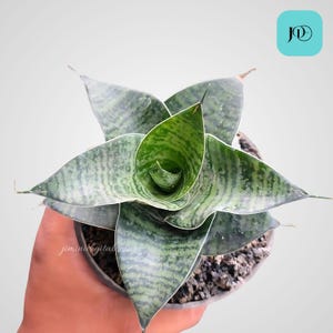 Sansevieria Hybrid Mamba Unique Snake Plant