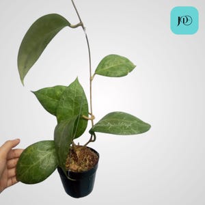 Hoya verticillata wayang, planta tropical de interior, de fácil cuidado y decoración del hogar.