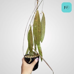 Hoya Dahlia Unique Tropical Plant