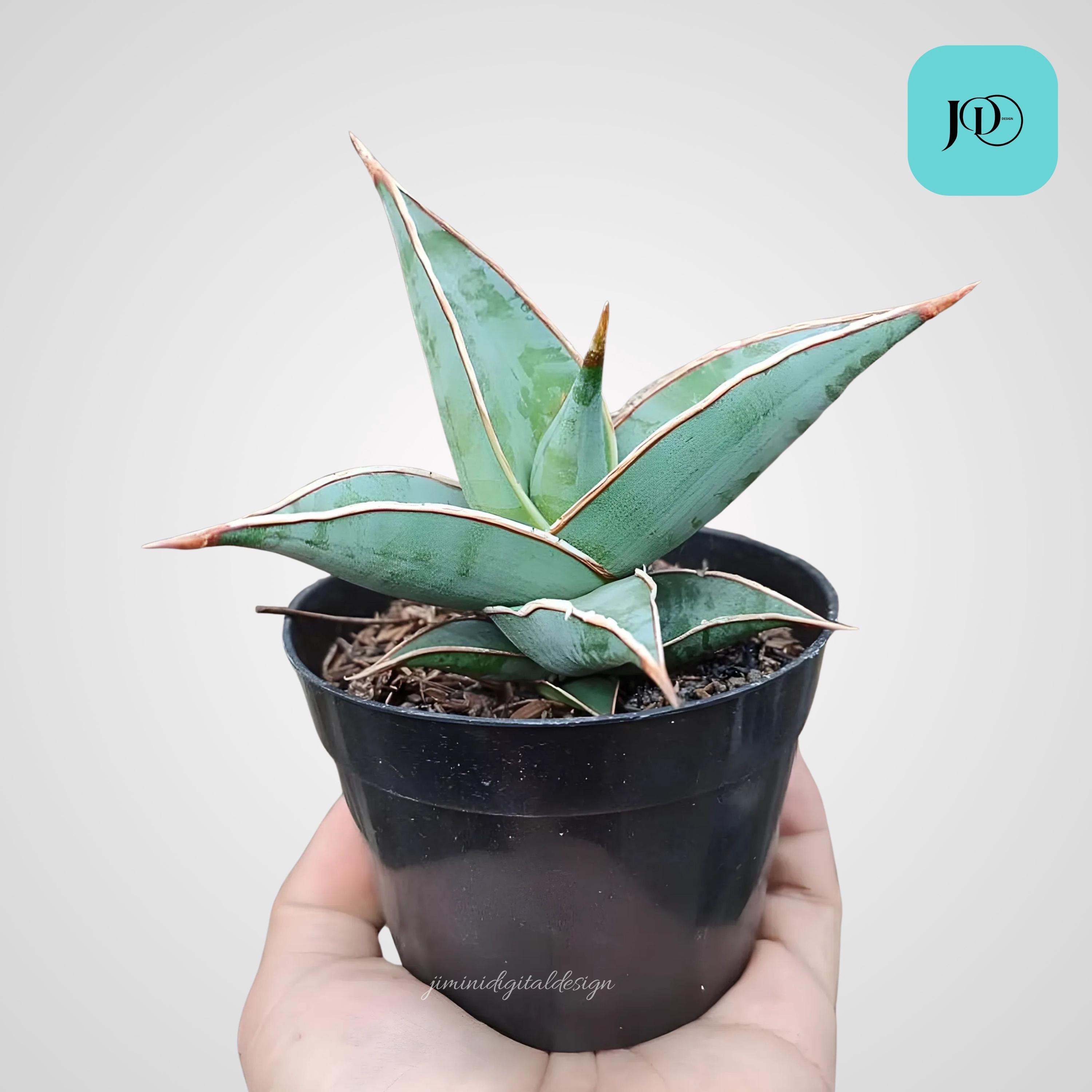 Sansevieria Pinguicula - Etsy