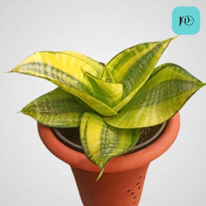 Sansevieria Hahnii Philippines Unique Snake Plant