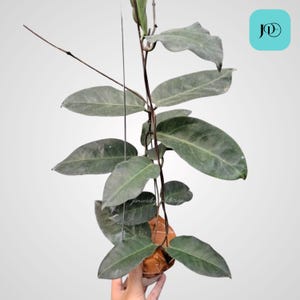 Hoya Megalaster Sp Papua Unique Tropical Plant