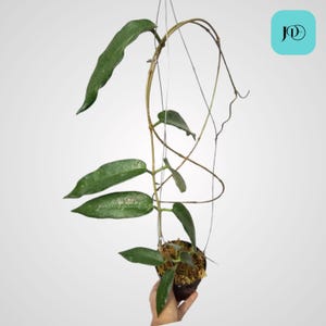 Hoya Stenakei Dark Unique Tropical Plant