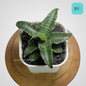 Sansevieria Hybrid Nalika Unique Snake Plant