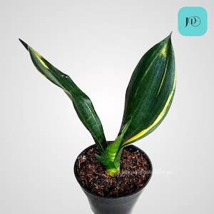 Sansevieria Gold Flame Unique Leaves