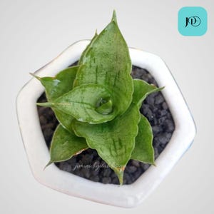 Sansevieria Hybrid Monas Very Unique and Interesting Leaves Best Quality