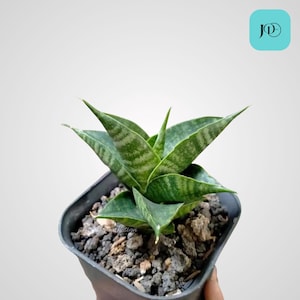 Sansevieria Hybrid Nogo Geni Unique Indoor Plant