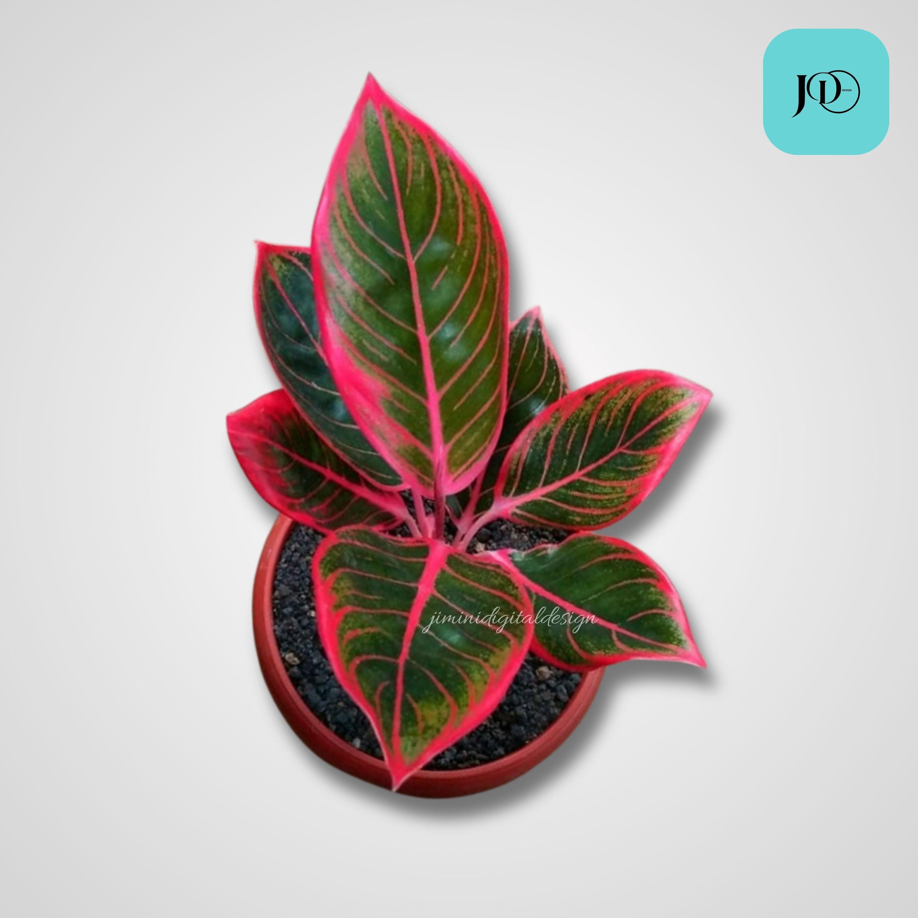 超希少❗️美株❗️アグラオネマ　カンザ✨ Aglaonema khanza - Etsy 日本