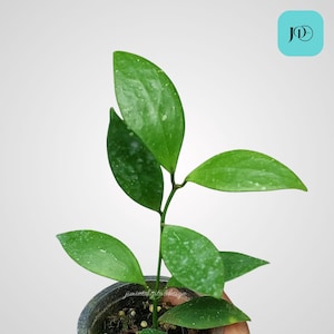 Hoya Minahassae Unique Foliage Plant