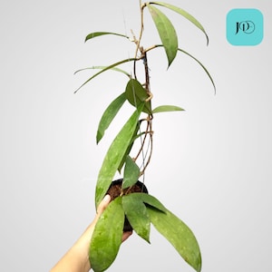 Hoya Lambii Unique Tropical Plant