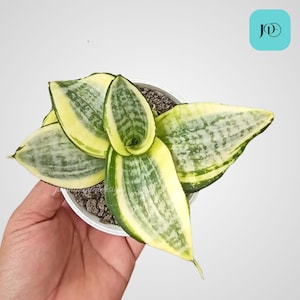 Sansevieria Japanese Twister Unique Snake Plant