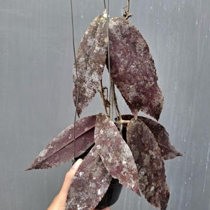 Hoya Undulata Red Very Unique and Interesting Leaves Best Quality