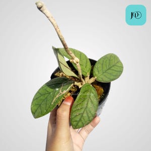 Hoya Urat Bengkulu Unique Tropical Plant