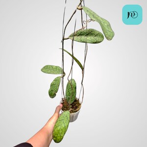 Hoya Tanggamus Unique Tropical Plant