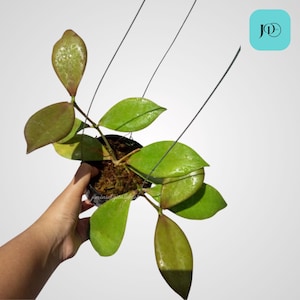 Hoya Anulata Sp Papua Unique Tropical Plant