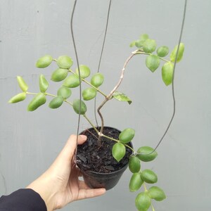 Hoya Aeschynantoides Plant Unique Foliage