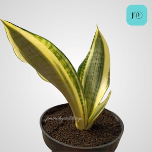 Sansevieria Golden Asahi Unique Snake Plant