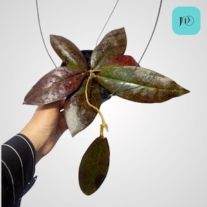 Hoya Buntokensis Red Unique Tropical Plant