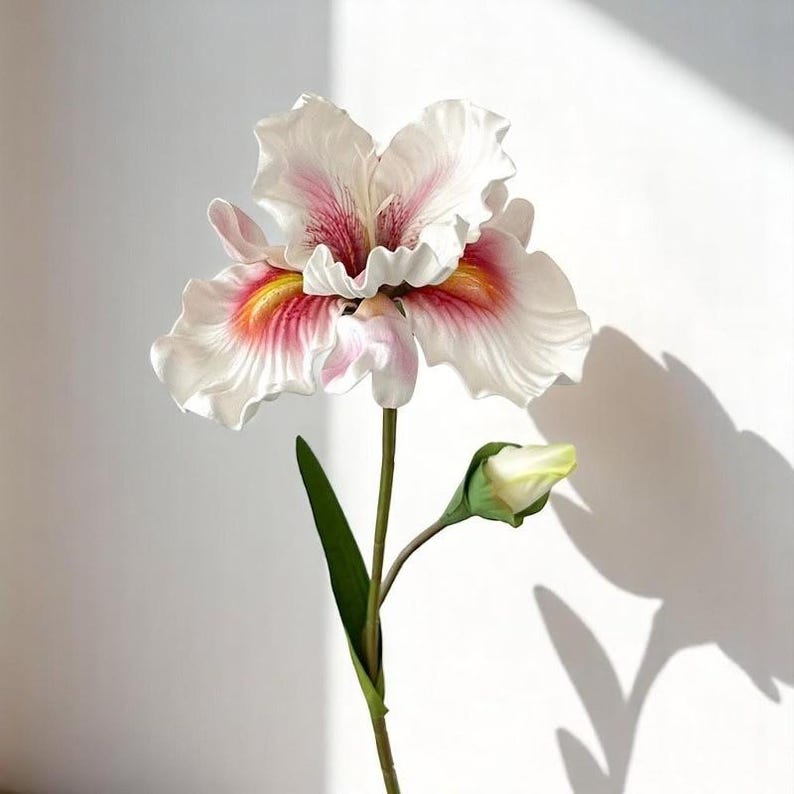 May include: A single white iris flower with pink and yellow accents. The flower has a bud and green stem.