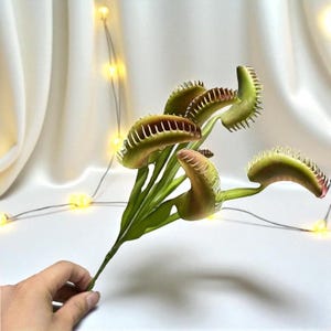 May include: A close-up of a Venus flytrap plant with several open traps. The traps are green with reddish-brown interiors and spiky edges. The plant has green stems and leaves. The background is a white curtain with string lights.