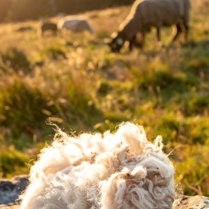 Organic Wool Stuffing: Eco-Friendly Natural Fiber for Crafts