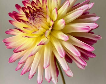 Dahlia Tuber – Maks Kaleidoscope | Pink & Yellow Cactus Dahlia | Vibrant Bi-Color Blooms | Tall Garden Flower | Cut Flower Favorite