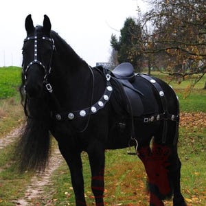 Puede incluir: Un caballo negro con silla de montar y brida, adornado con adornos plateados. El caballo está en un área cubierta de hierba con hojas caídas, lo que sugiere un entorno al aire libre. La montura incluye silla, petral y brida.