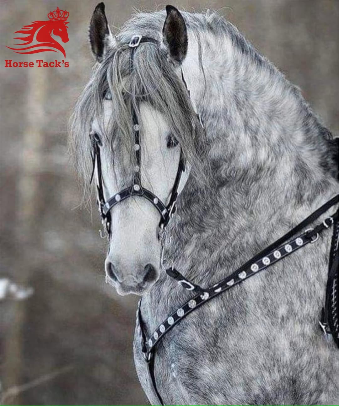 Bride De Cheval Fantaisie En Cuir Vachette – Ornements Dorés 24 Carats