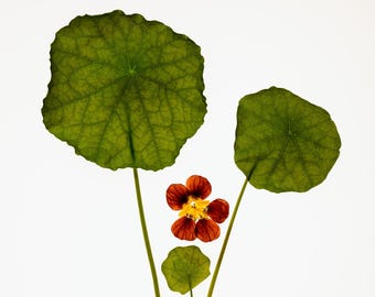 Botanische Fotografie der Kapuzinerkresse, Kunstdruck mit Wildblumenmotiv, 40 x 50 cm, Natur-Wanddekoration, Geschenk für Pflanzenliebhaber