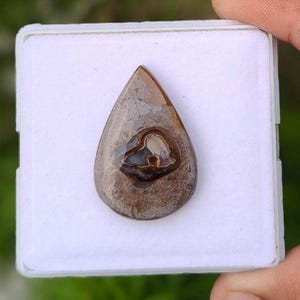 May include: A teardrop-shaped polished gemstone featuring a mottled brown and tan surface with a central dark brown inclusion containing a translucent white and cream-colored core, displayed inside a square white plastic storage container.