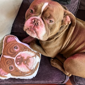 May include: A brown and white dog with a white patch on its forehead is looking at the camera. The dog is lying on a purple couch with a white pillow with a brown and white dog face printed on it.