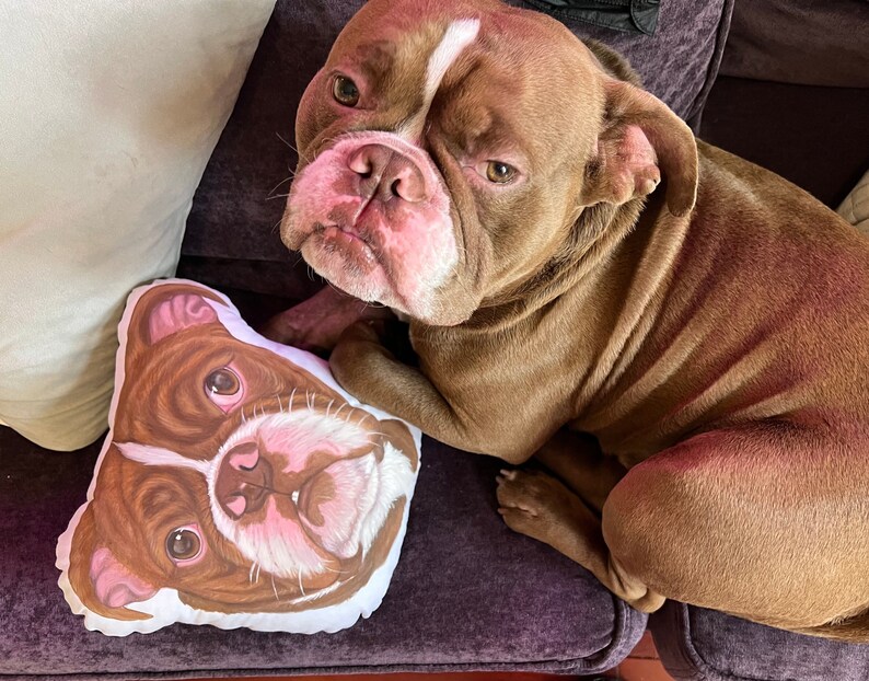 May include: A brown and white dog with a white patch on its forehead is looking at the camera. The dog is lying on a purple couch with a white pillow with a brown and white dog face printed on it.