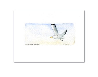 Bird Art, Black-Legged Kittiwake Artwork For Sale, Miniature Watercolor Painting