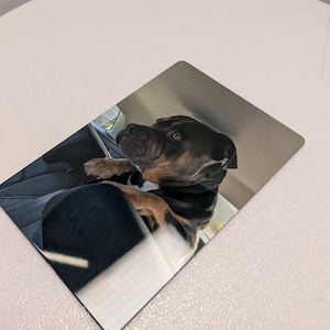 K&ouml;nnte beinhalten: Ein rechteckiger Metalldruck mit einer Fotografie eines schwarz-braunen Hundes mit kurzem Fell, der in einem Fahrzeug sitzt. Der Hund befindet sich auf dem Beifahrersitz und schaut mit gedrehtem Kopf und aufmerksamen Ohren zum Seitenfenster.