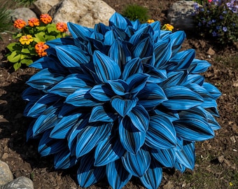 Dark Blue Hosta Bulbs (pack of 3)
