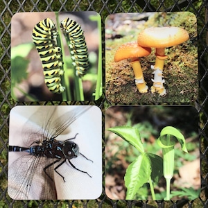 May include: Four square coasters featuring nature-themed images. The first coaster shows two black and yellow caterpillars on a green plant. The second coaster depicts two orange mushrooms growing on a bed of green moss. The third coaster shows a dragonfly with blue and black wings. The fourth coaster shows a green plant with a light green flower.