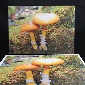 Yellow Mushroom Card from my original photo, 5"x 7" folded card, blank inside, ready to ship, nature card, biology teacher greeting card