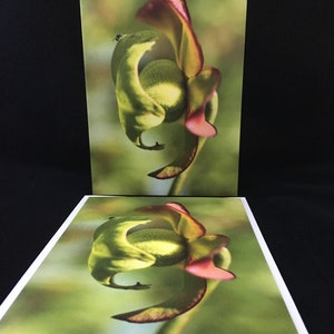 May include: Two greeting cards displaying a close-up of an abstract flower. The flower has green, yellow, and red petals, set against a blurred green backdrop. The cards have white borders and are presented on a black surface.