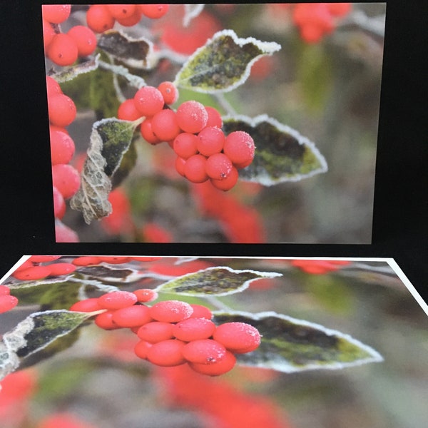 Frosted Red Berries Card from my original photograph, 5"x 7" folded card, blank inside, ready to ship, nature card. teacher holiday card