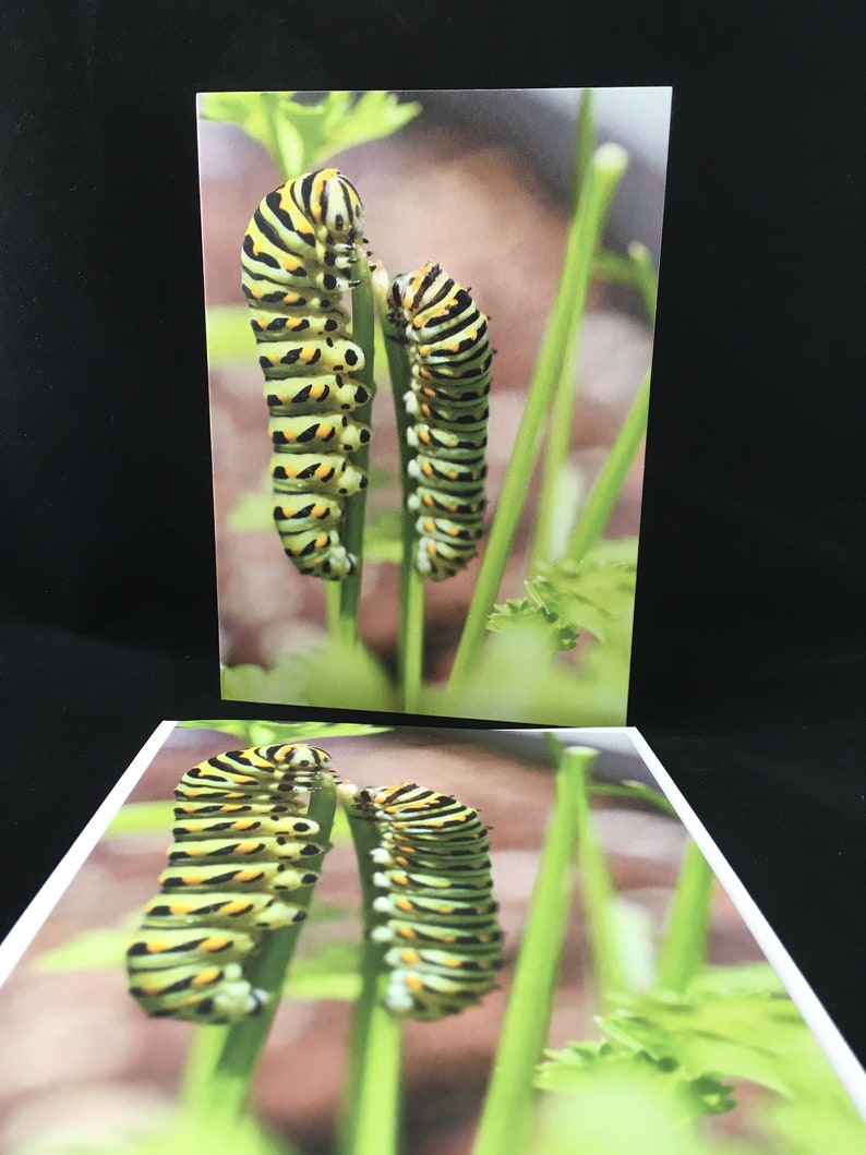 Assorted Nature Cards From My Original Photographs Choose Etsy