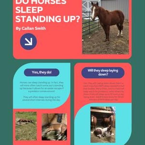 May include: A pink and blue infographic with the question "Do horses sleep standing up?" and the answer "Yes, they do!"  The infographic includes photos of horses sleeping standing up and lying down. The infographic also includes the text "By Callan Smith" and the social media handle "@ccasmith18".