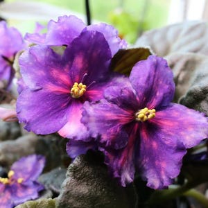 May include: Close-up of vibrant purple African violet flowers with pink and yellow accents. The petals have a speckled pattern, and the flowers are surrounded by green and gray leaves. A beautiful houseplant.